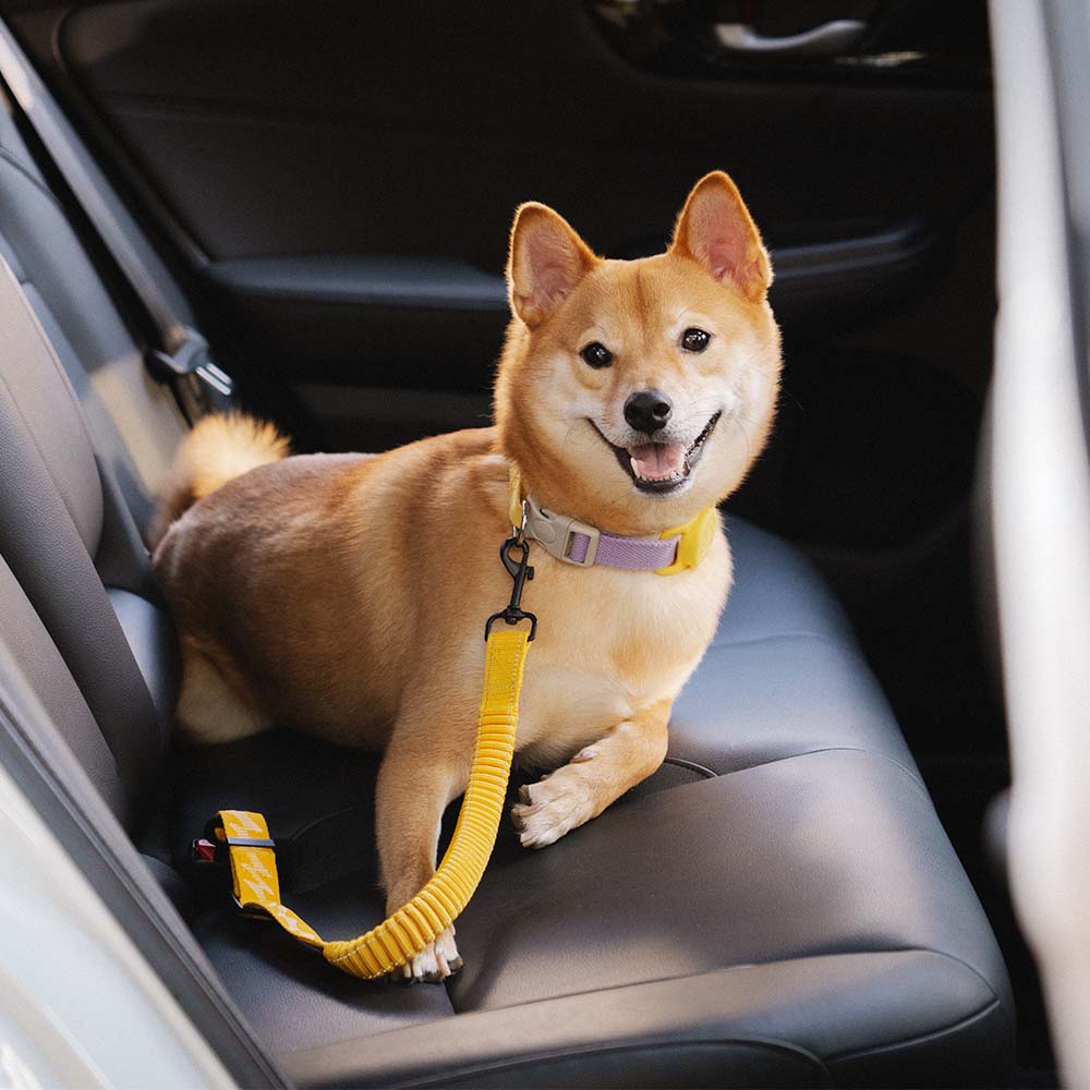 Dog Seat Belt with Adjustable Safety Strap